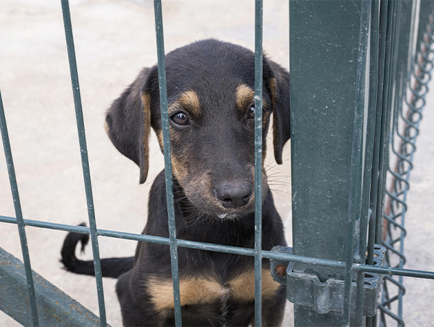 Cane che aspetta una famiglia al rifugio